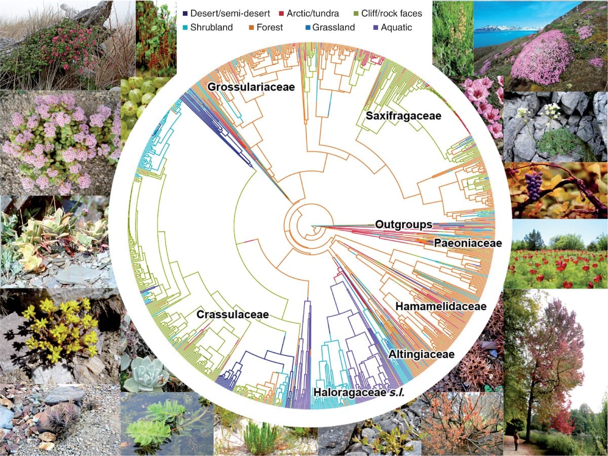 Aperçus phylogénétiques de l'évolution des changements d'habitat des Saxifragales