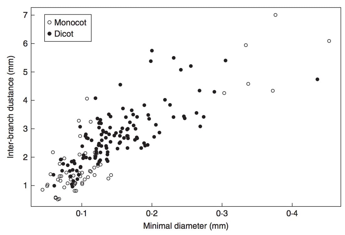 Patrones de ramificación de monocotiledóneas y dicotiledóneas