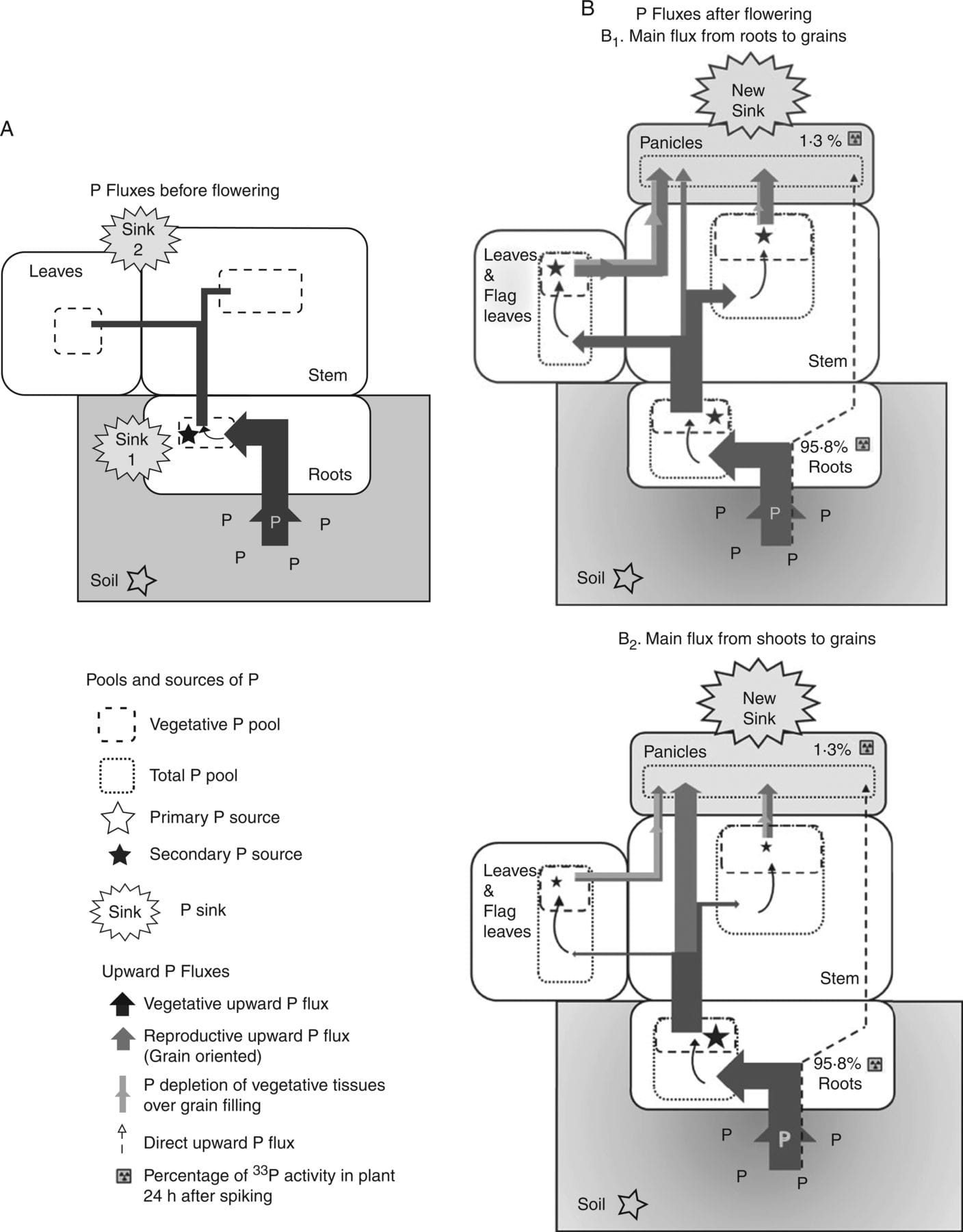 Phosphorus uptake, partitioning and redistribution during grain filling in rice