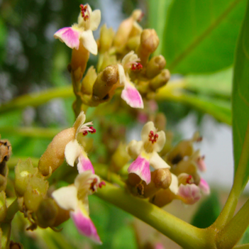 Les traits de reproduction affectent le sauvetage d'arbres tropicaux polyvalents précieux et menacés