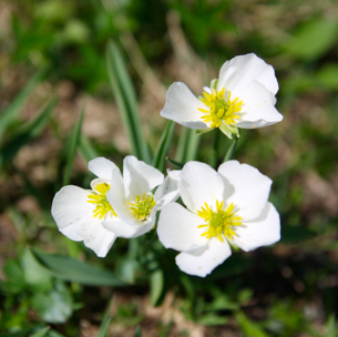 Corrélations de la polyploïdie, de l'apomixie et des gradients environnementaux alpins