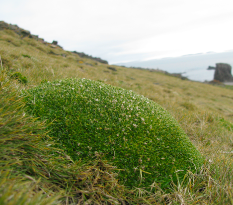 Los endófitos antárticos mejoran la tolerancia a la sequía en plantas de lechuga