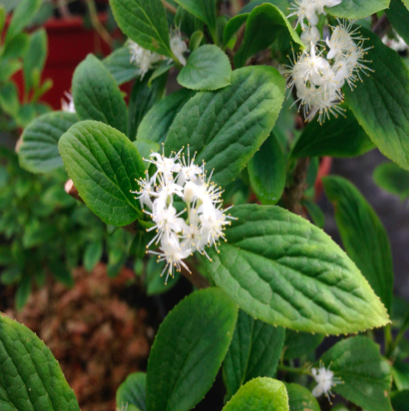 Acumulación de aluminio en una planta de acumulación de clima templado