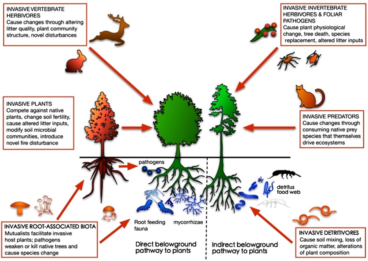 How do you reverse a Forest Invasion?