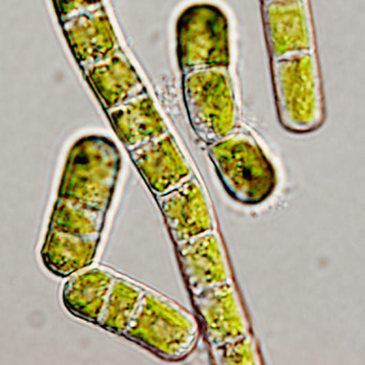 Scenedesmus obliquus