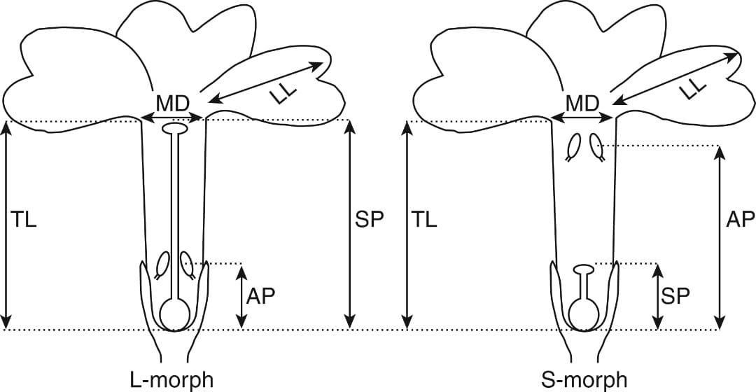 Do floral and niche shifts favour the establishment of new polyploids?