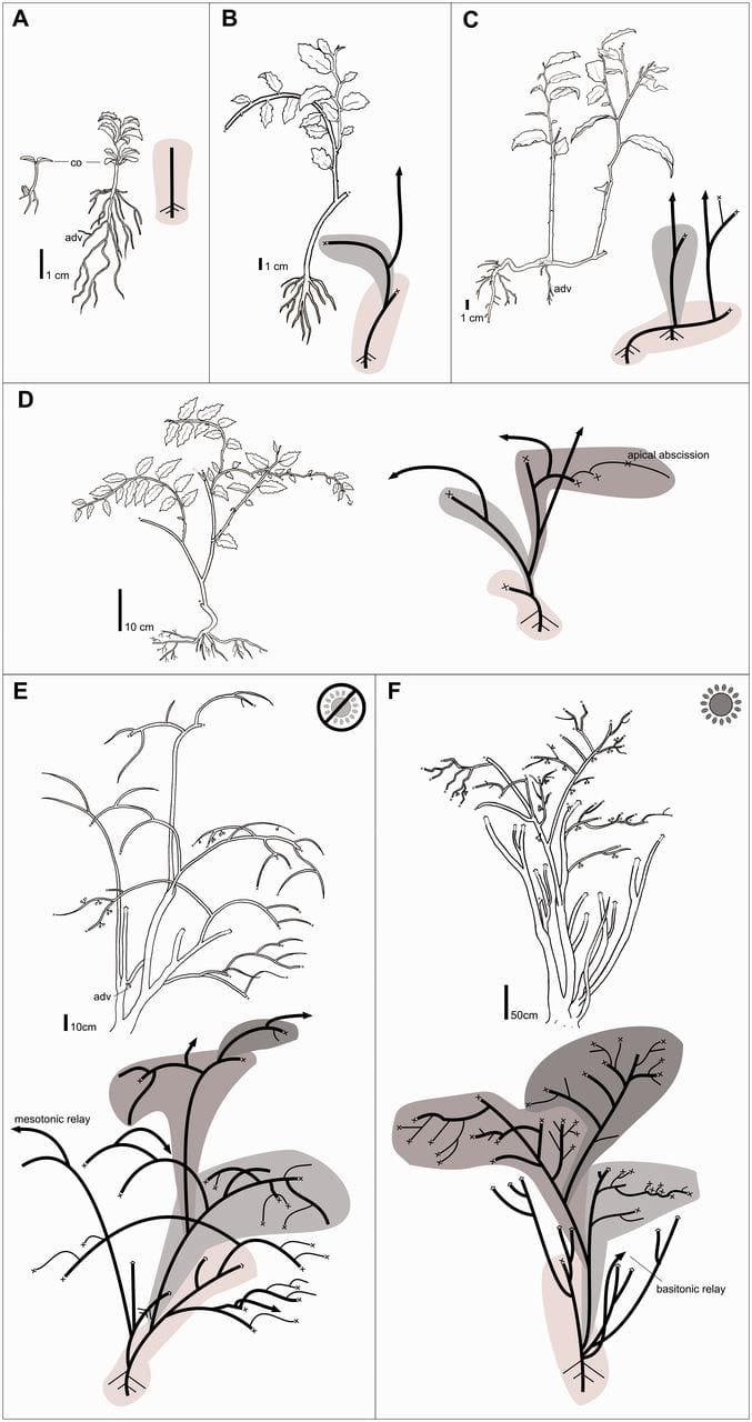 Ilustración de las etapas arquitectónicas ontogenéticas de Amborella trichopoda y la variabilidad arquitectónica bajo marquesinas cerradas o abiertas.