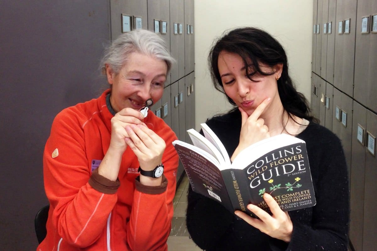 Critique: Collins Wild Flower Guide