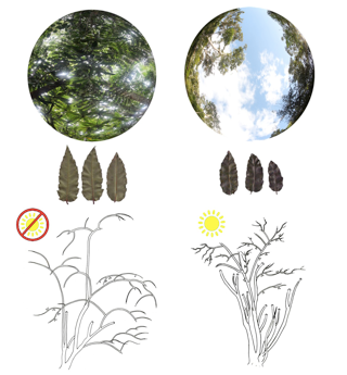 Coordinación de rasgos y variación estructural en Amborella trichopoda