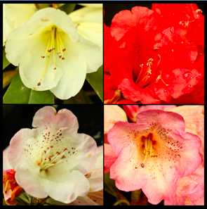 ¿Por qué la información sobre la población es crucial para la taxonomía?