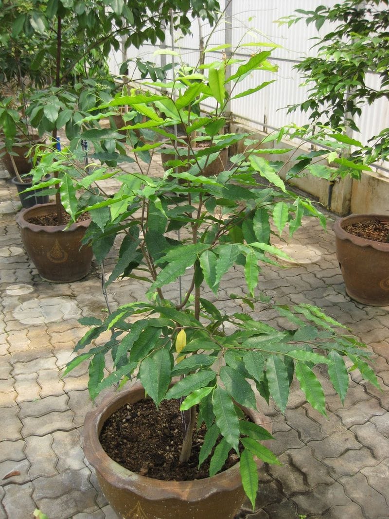 Guide du forestier sur la productivité&nbsp;: prévoir les plus gros arbres