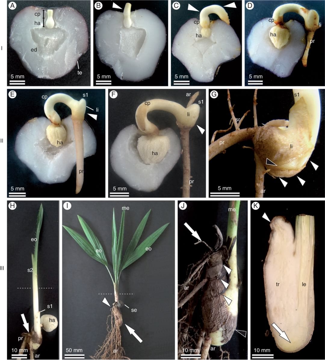 Ontogénesis y funciones del tallo del saxofón en Acrocomia aculeata