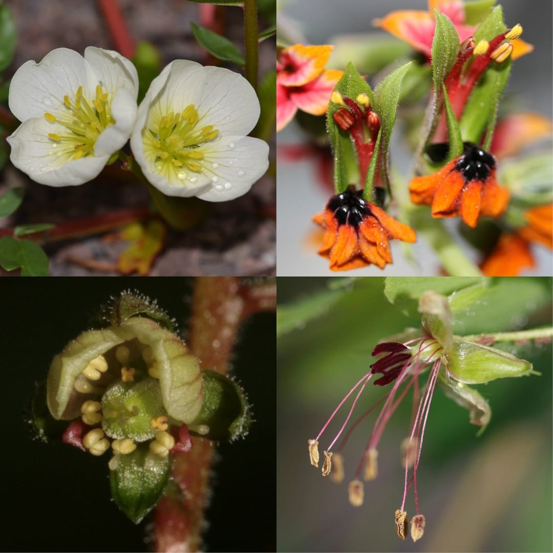 Fleurs de Géraniales revisitées : tendances évolutives des nectaires floraux