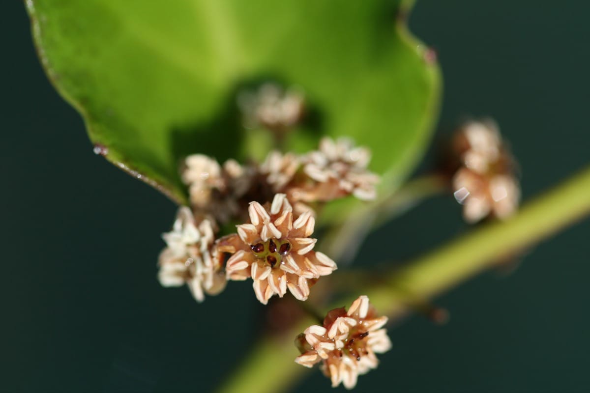 Détermination génétique du sexe et instabilité sexuelle chez Amborella trichopoda
