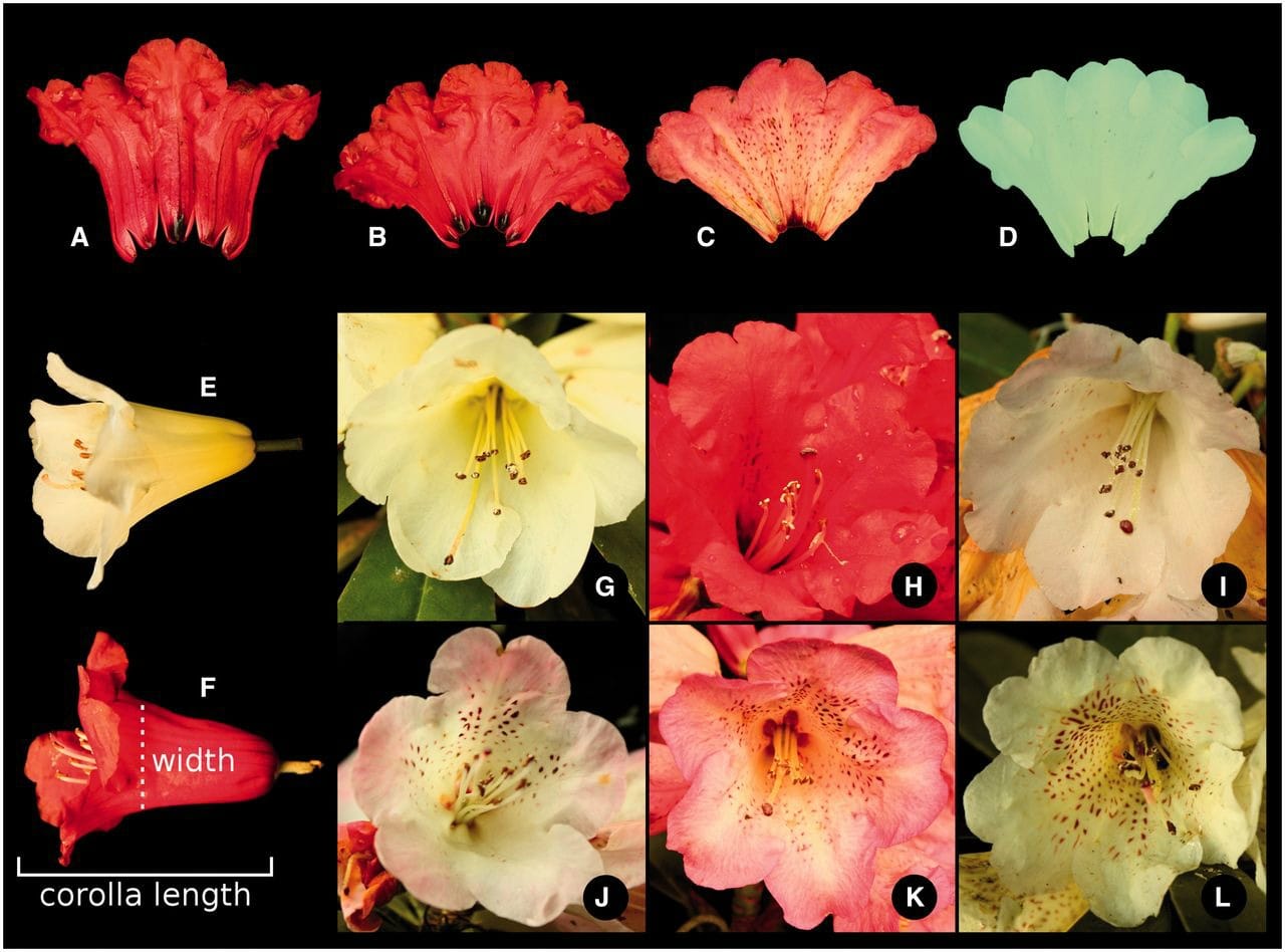 Caracteres de la corola evaluados.