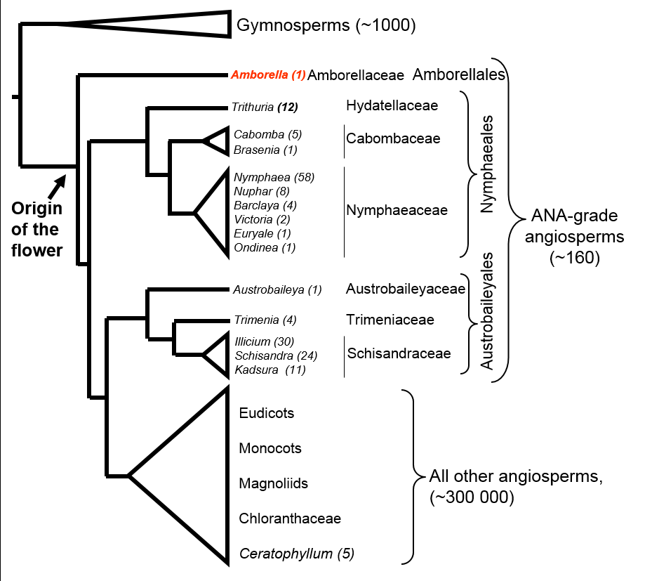 Un schéma de l'arbre phylogénétique des angiospermes, montrant la position basale d'Amborella. 