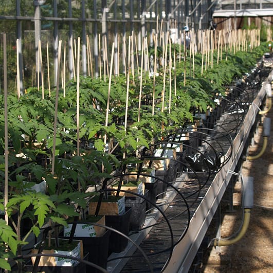 Growing tomatoes