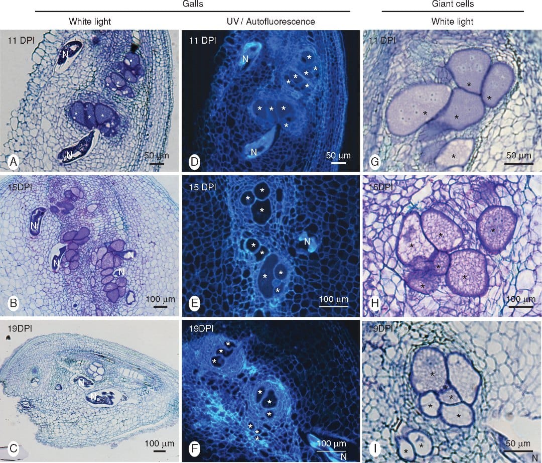 Respuestas de resistencia del arroz al nematodo agallador Meloidogyne graminicola