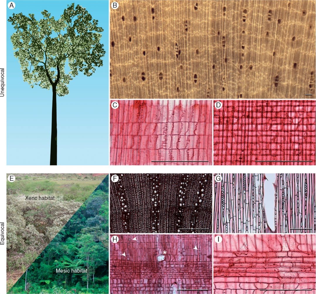 Images (including light micrographs) of character states (unequivocal and equivocal) present in ancestral Croton inferred via ancestral state reconstruction.