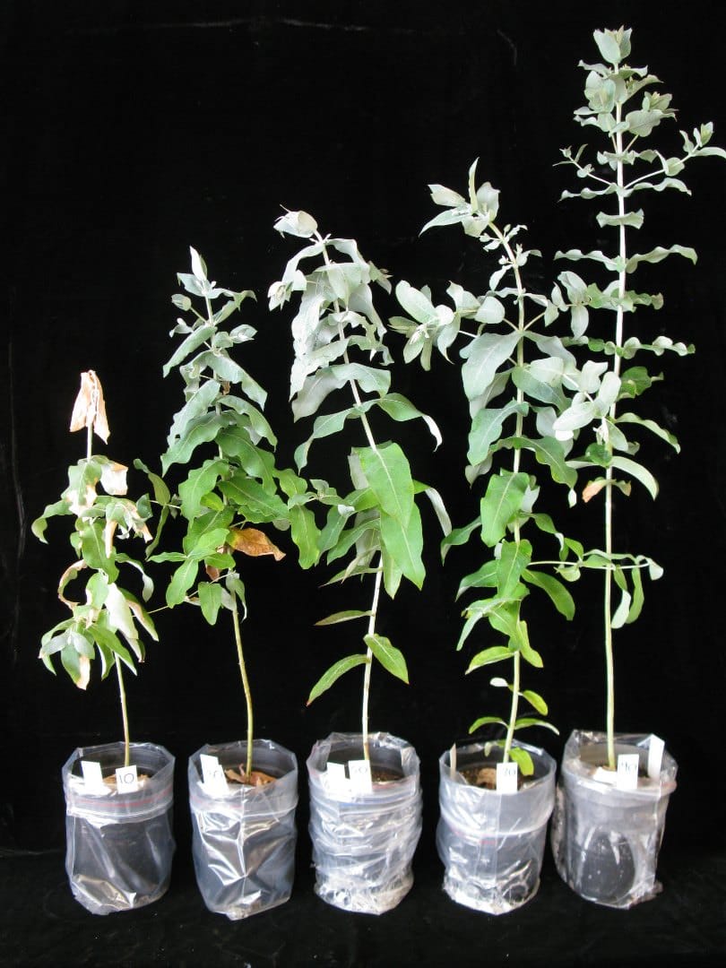 Respuestas de Eucalyptus globulus a once niveles de disponibilidad continua de agua