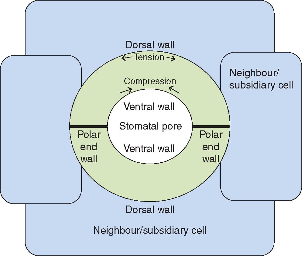Composición de la pared celular estomática: distintos patrones estructurales en diferentes grupos filogenéticos