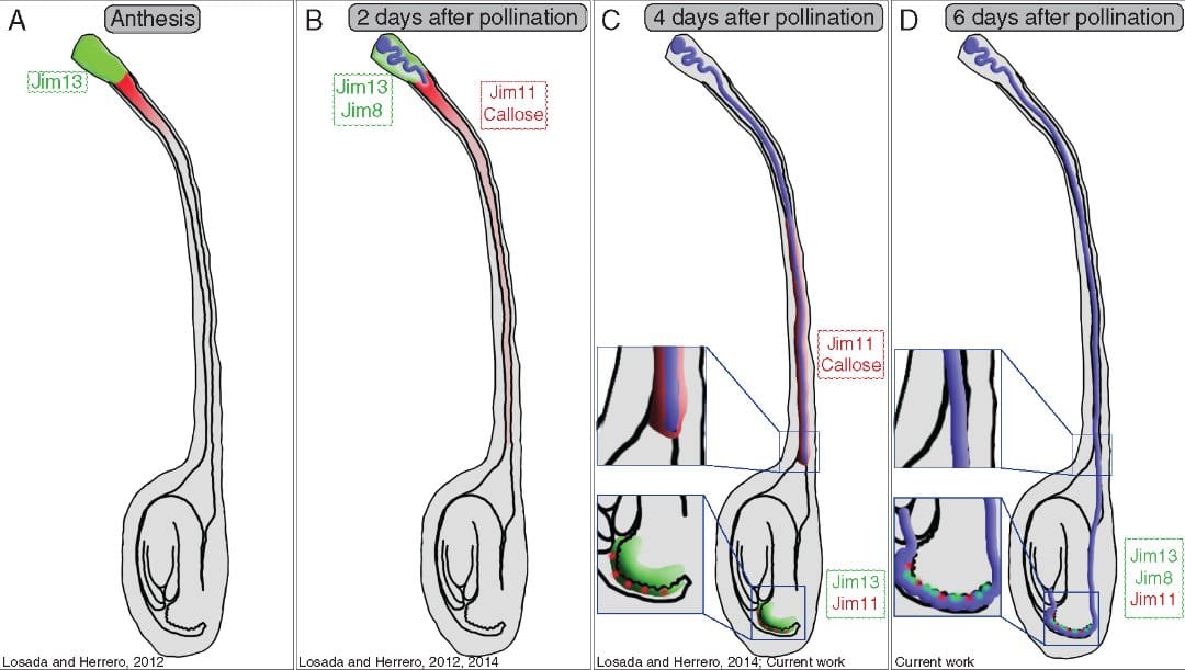 Sécrétions de glycoprotéines et cinétique du tube pollinique chez le pommier