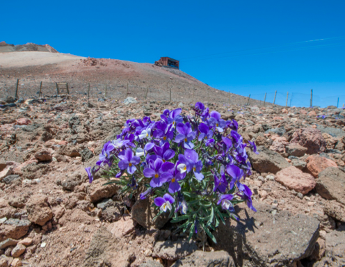 Interactions espèces-environnement modifiées par les herbivores introduits