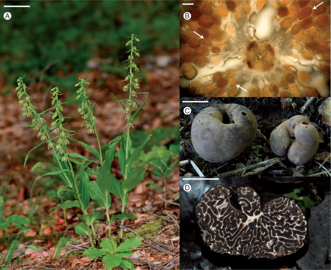 Una orquídea con un gusto parcialmente micoheterótrofo por las trufas