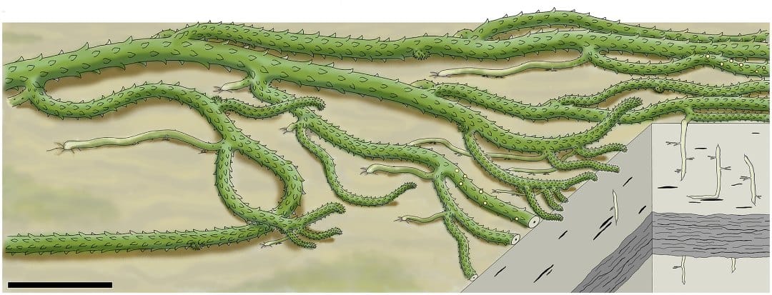 Reconstitution de la plante entière d'un lycophyte du Dévonien précoce