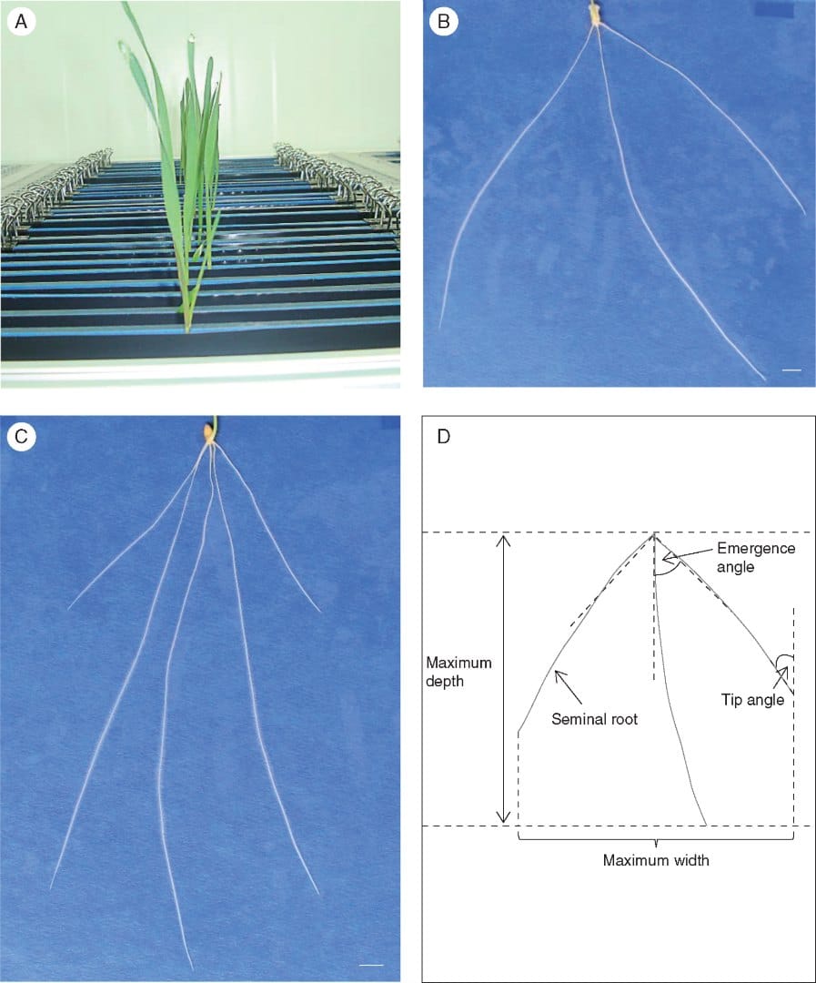 Características arquitectónicas de las raíces de las plántulas asociadas con el rendimiento en trigo