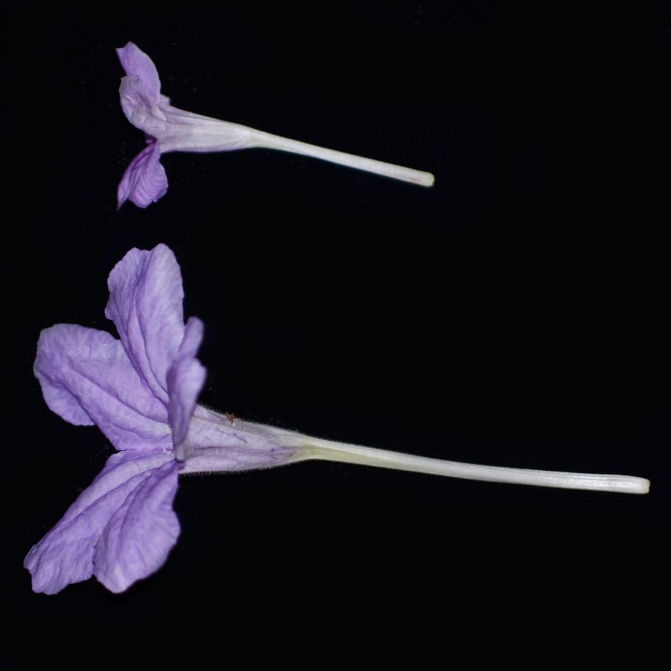 Syndrome de pollinisation de Hawkmoth et intégration florale adaptative