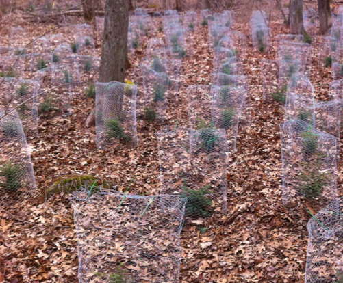 Variation saisonnière des effets de l'herbivorie