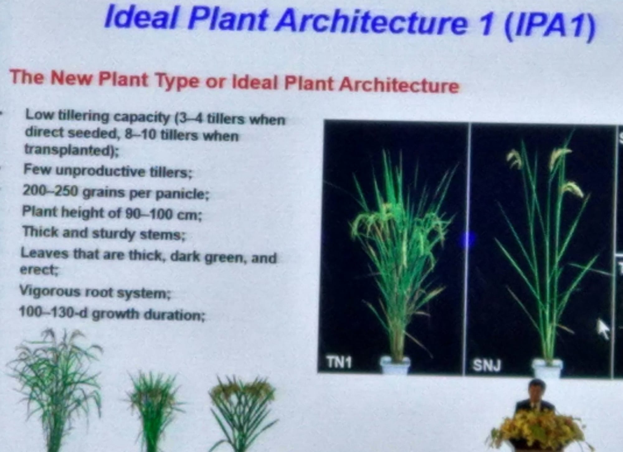 Jia-Yang Li is all for rice Superdomestiction: define your traits, then find the genes like IPA1 ideal plant architecture