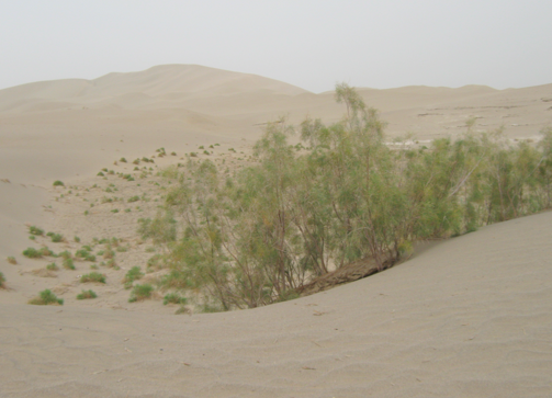 Structure génétique de Tamarix taklamakanensis