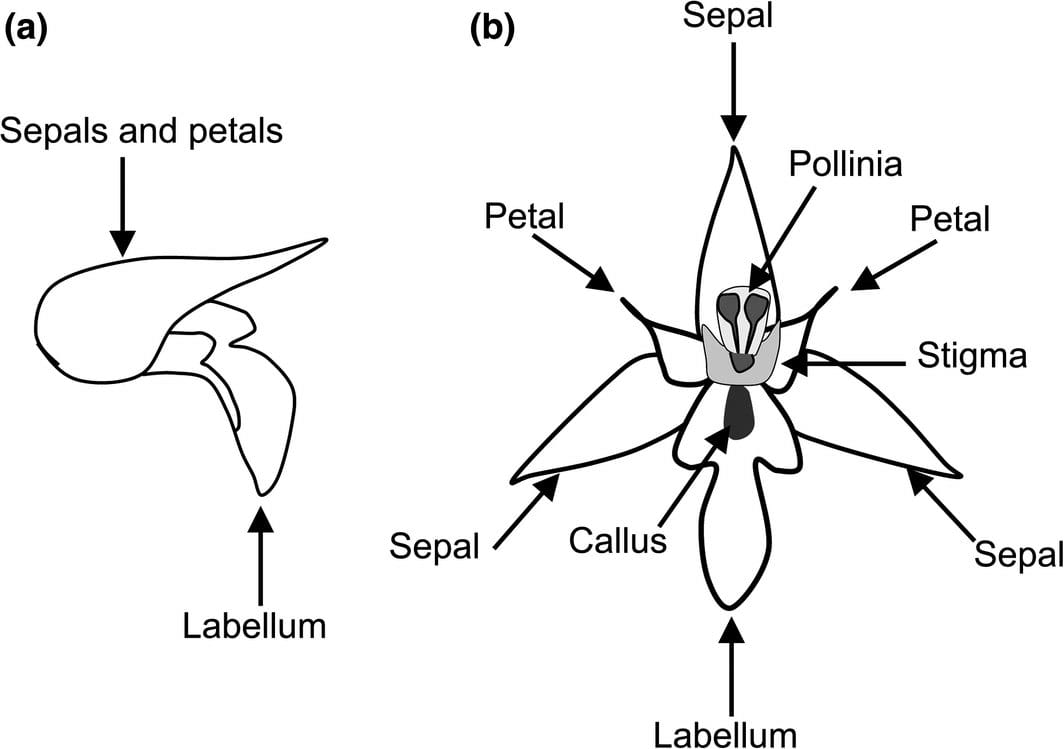 Dibujo de un todo, con pétalos, sépalos e hipoquilo (la parte proximal del labelo) formando una caperuza (a) y dividida (b) flor de una especie de Serapias