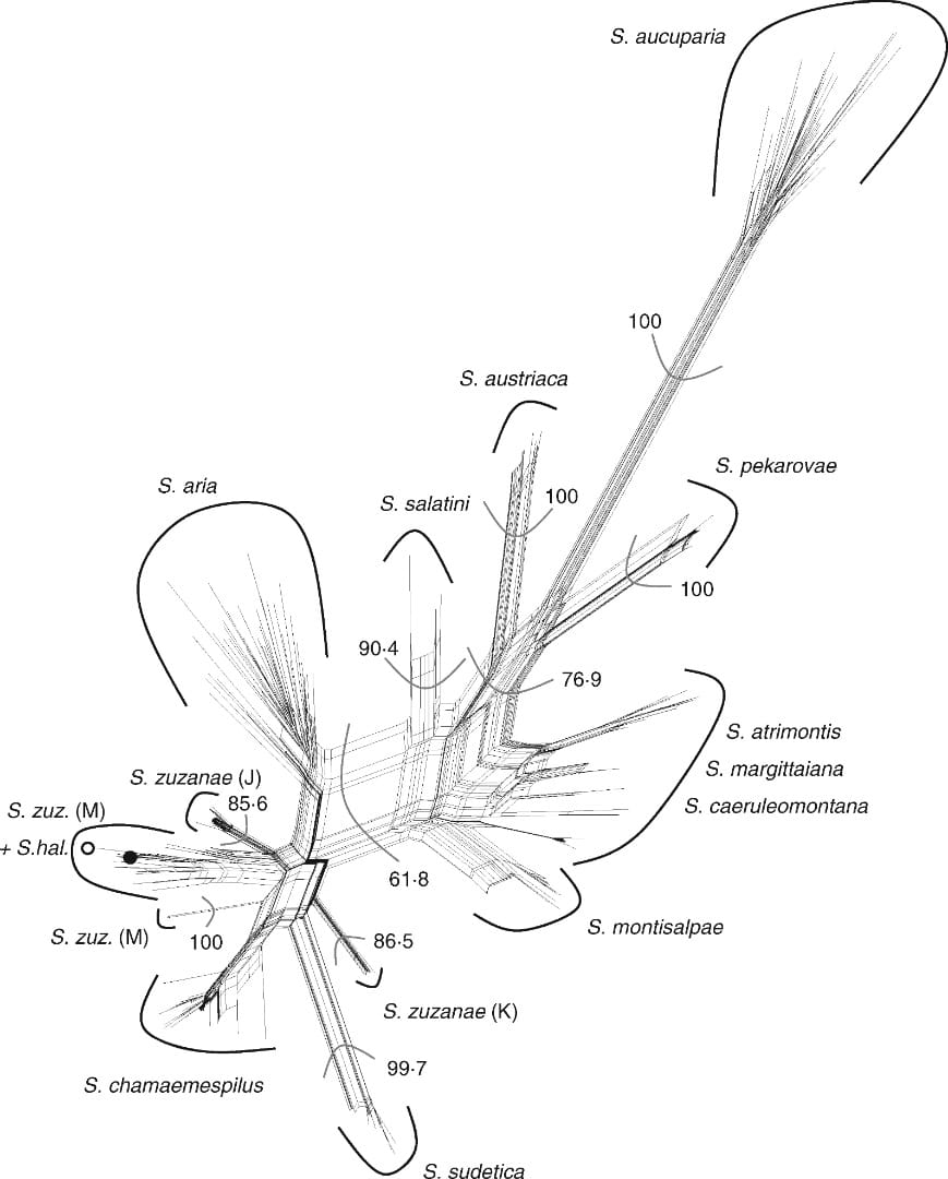 Origen y diferenciación genética de los híbridos de Sorbus de flor rosa