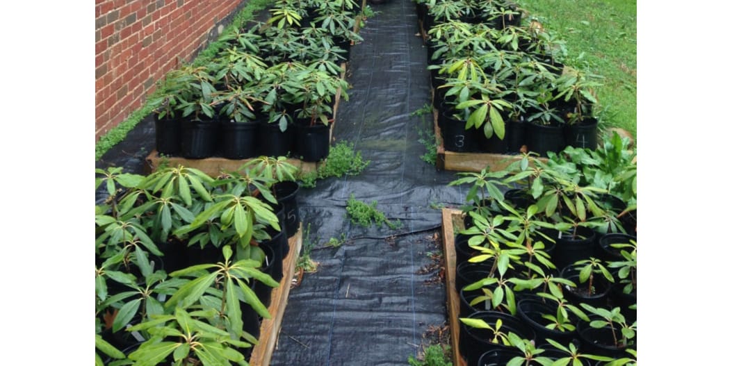 La plasticité au niveau de la population entraîne la variation des traits des plantes en fonction de l'altitude