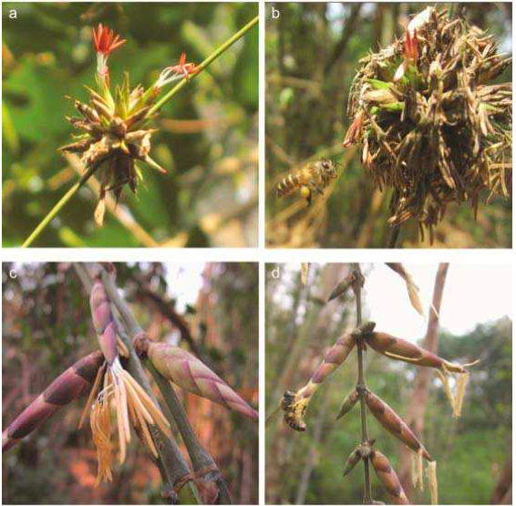 Sistema de reproducción y polinización de dos especies de bambú relacionadas