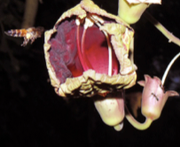 Limitations stigmatiques du succès reproducteur chez un arbre paléotropical