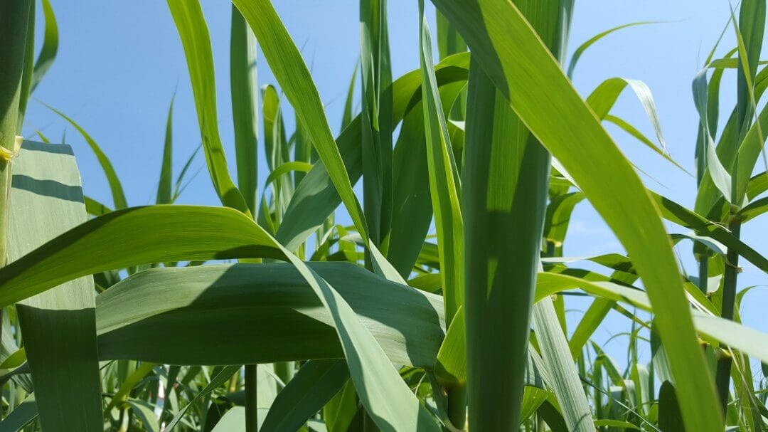 Arundo donax