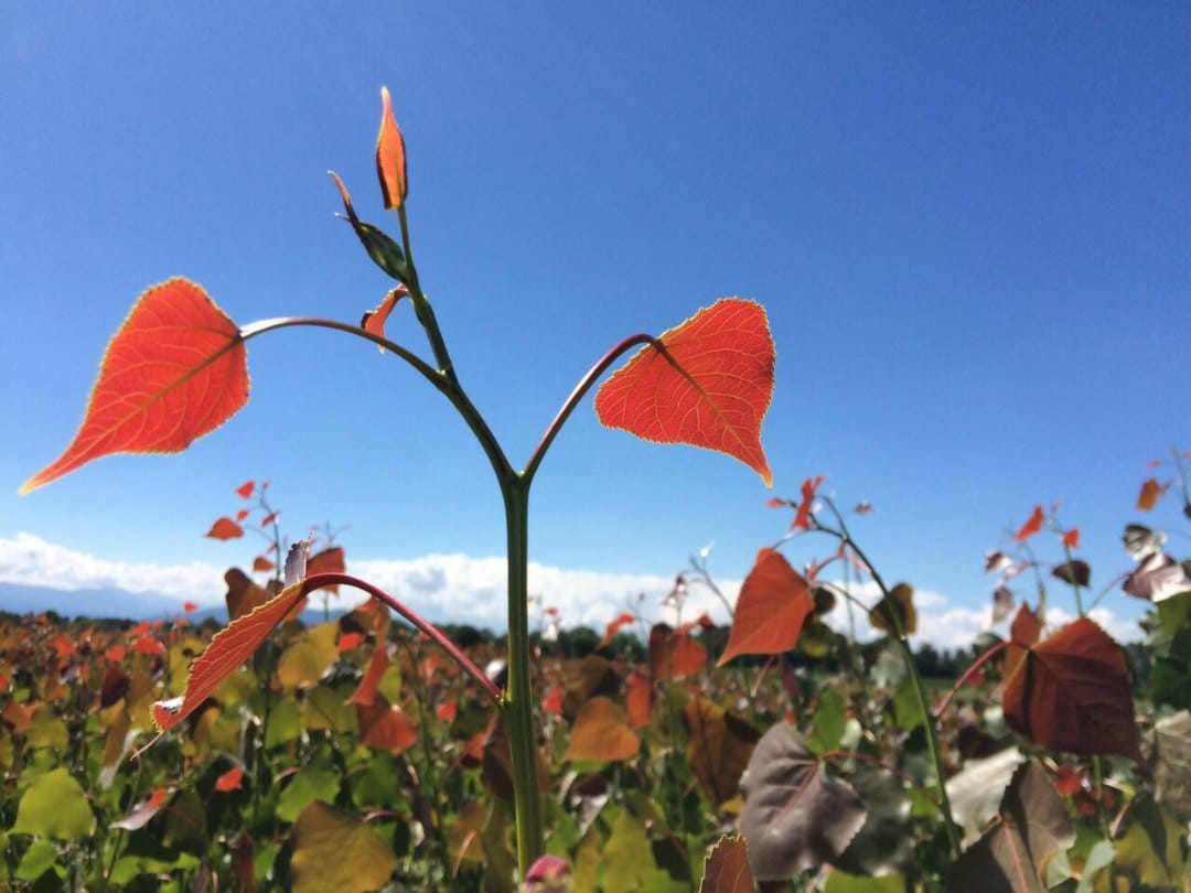 Convocatoria de ponencias: Desarrollo de cultivos bioenergéticos sostenibles para climas futuros