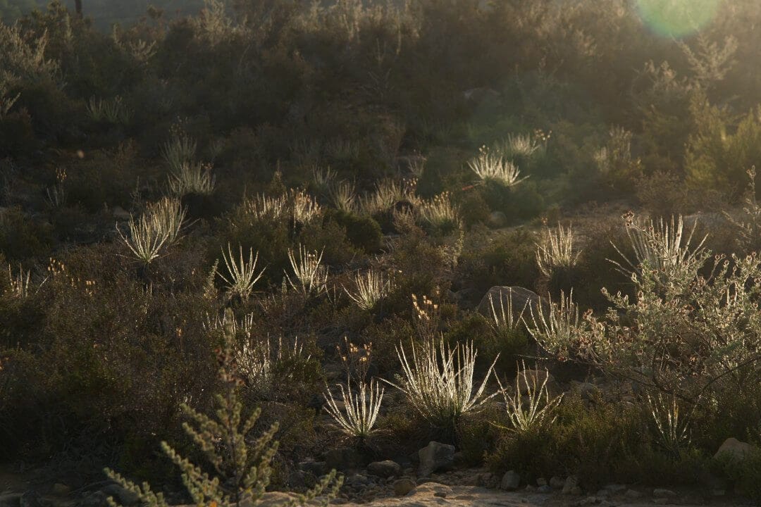 How important is meat to a curious carnivorous plant?