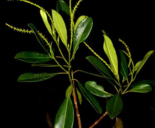 Branche d'Incadendron esseri.