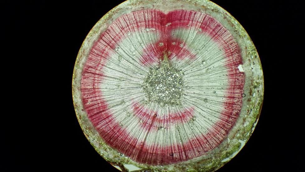 Jeune arbre Pinus taeda