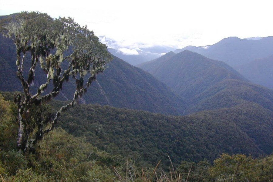 Nouveau genre d'arbre de la canopée Incadendron esseri illustré dans ce transect altitudinal du parc national de Manu au Pérou.
