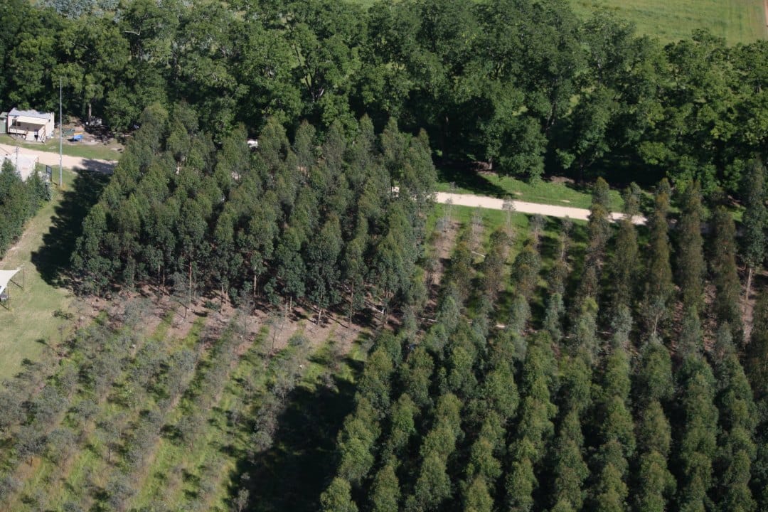 Eucalyptus