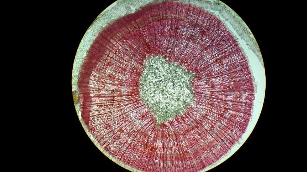 Jeune arbre Pinus taeda