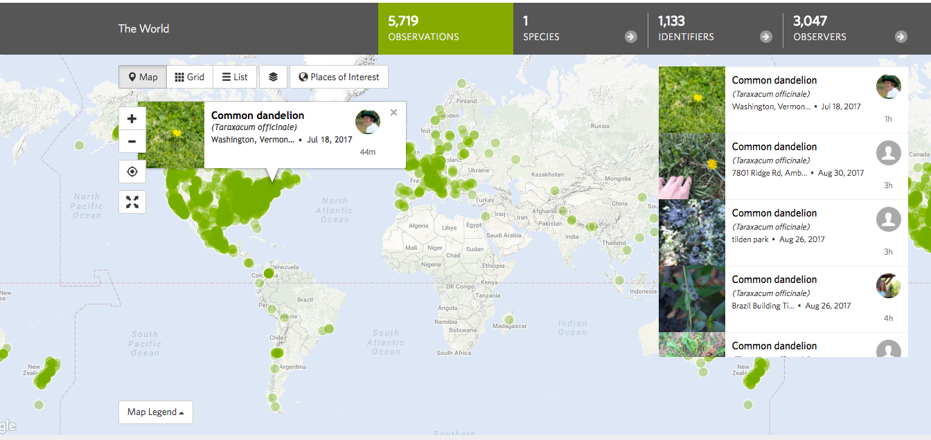 iNaturalist&nbsp;: une application pour soulager la cécité des plantes