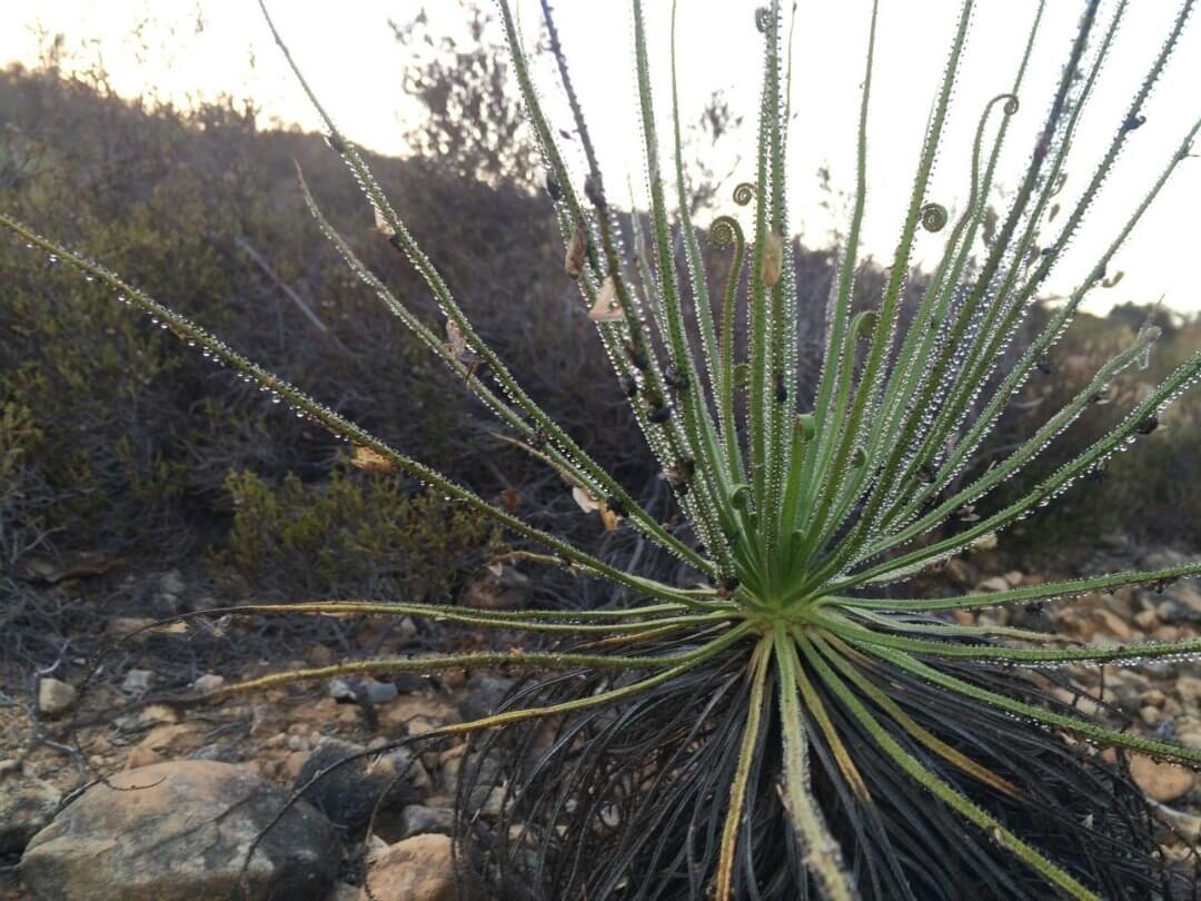 Le Sundew portugais et la proie.