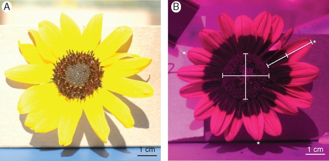 Not For Your Eyes: Ultraviolet Patterns in Sunflowers